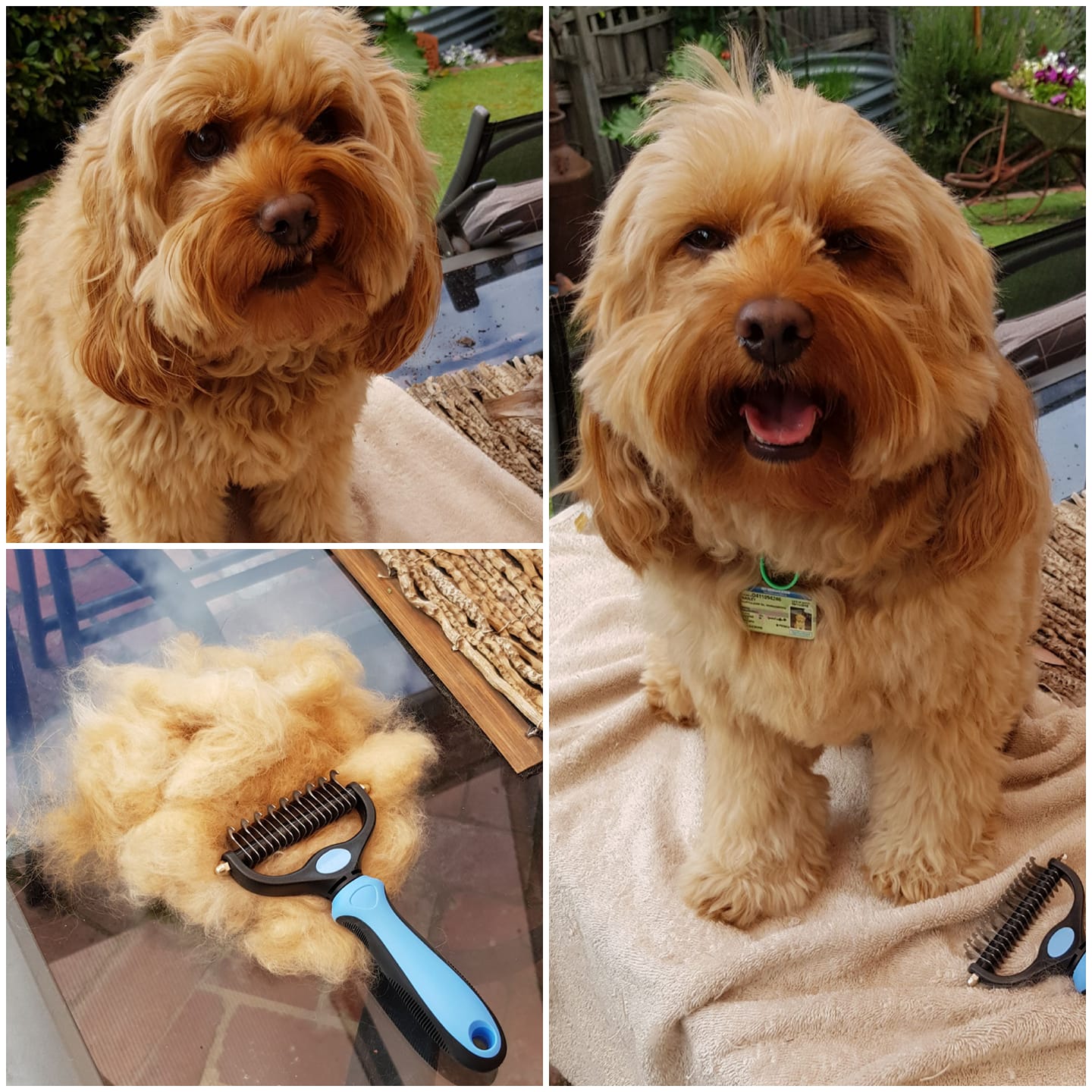 WELSGI PET™ : Professional Grooming & Deshedding Comb