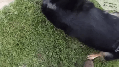 Dual-Sided Pet Grooming Comb for Dogs & Cats